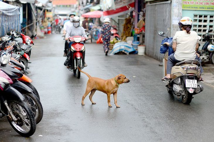Nhiều người nuôi chó còn để chó chạy rông ra đường và không đeo rọ mõm, nguy cơ lan truyền bệnh dại rất lớn khi mới chỉ có 58% chó được tiêm phòng